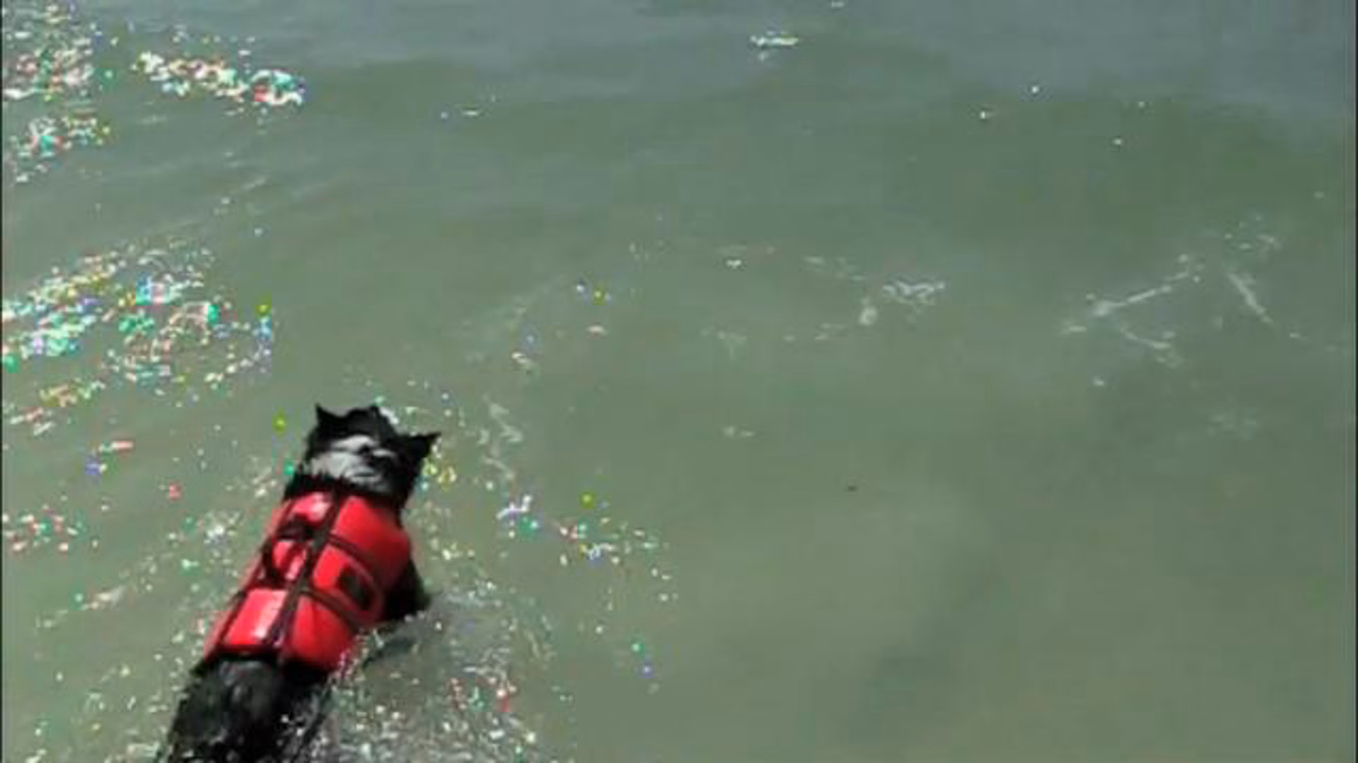 Beach Dog