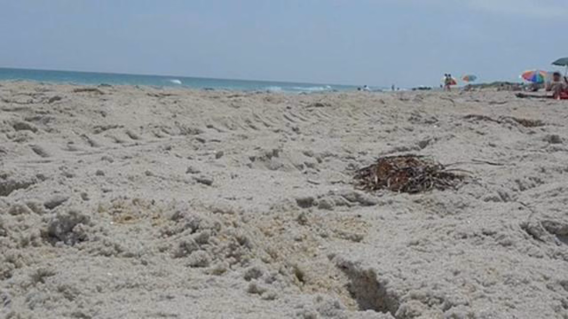 Beach buddy