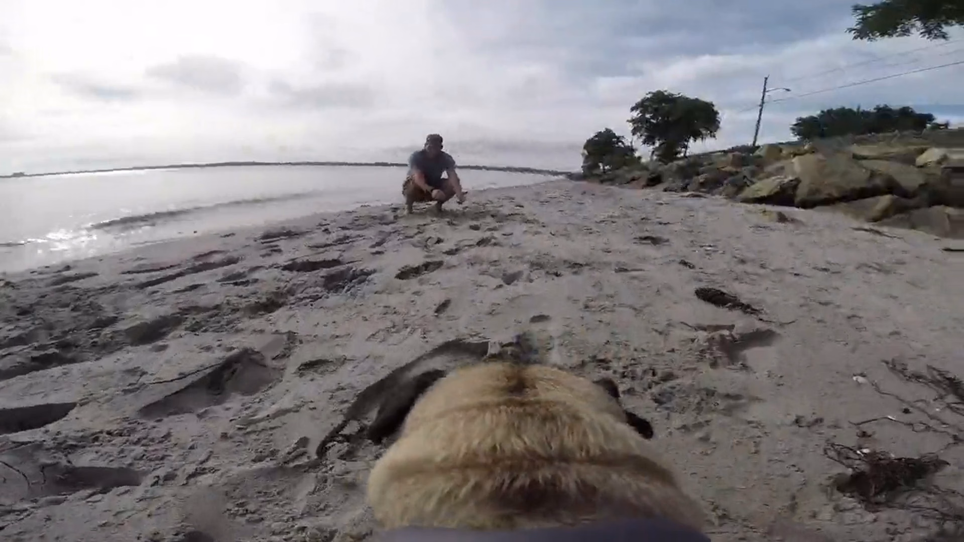 Beach Pugs