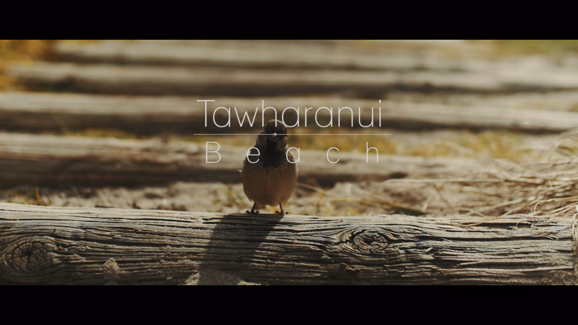 Tawharanui Beach