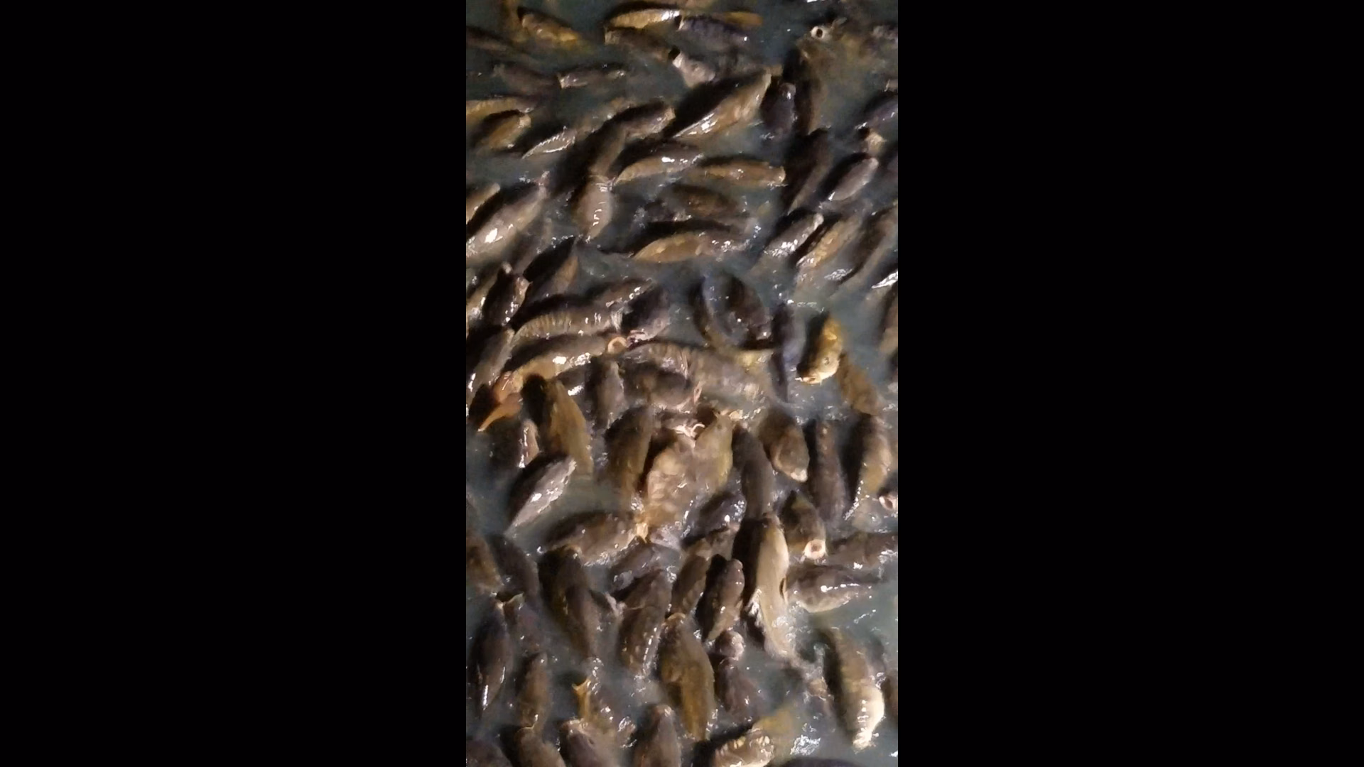 Broadway at the Beach, Myrtle Beach Carp