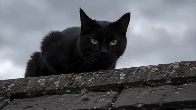 Black Cat (2026) New Horror Short Film